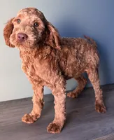 processed/b4ee585b-0df8-4813-a1a9-cee6c0050e0d/listing/1630169d-dbb4-4aad-8379-d790f446aee5/afb2ef98-63d2-4938-aa4c-d198f800d90d