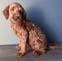 processed/b4ee585b-0df8-4813-a1a9-cee6c0050e0d/listing/1630169d-dbb4-4aad-8379-d790f446aee5/b1fe31e5-d13a-4cc2-980f-688734115648