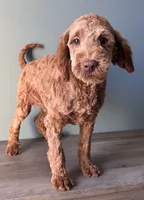 processed/b4ee585b-0df8-4813-a1a9-cee6c0050e0d/listing/1630169d-dbb4-4aad-8379-d790f446aee5/c7ddf2ed-8e23-49be-9a8a-00f43333ad73