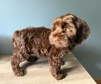 Coffee, a female Australian Labradoodle for sale in Howell, MI – 4 of 4