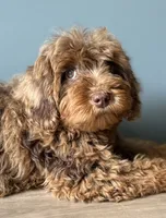 Cookie, a female Australian Labradoodle for sale in Howell, MI – 6 of 6