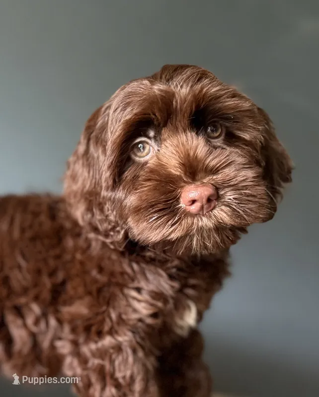 Coffee – Australian Labradoodle puppy for sale in Howell, MI