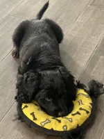 Twix, a female Labradoodle for sale in Howell, MI – Photo 4 of 6