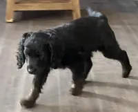 Twix, a female Labradoodle for sale in Howell, MI – Photo 3 of 6