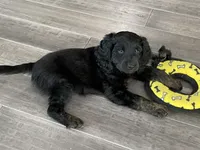 Twix, a female Labradoodle for sale in Howell, MI – Photo 6 of 6