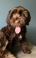 Coffee, a female Australian Labradoodle for sale in Howell, MI – 2 of 4