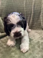 Studly, a male Labradoodle for sale in Howell, MI – Photo 4 of 4