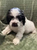 Studly, a male Labradoodle for sale in Howell, MI – Photo 2 of 4