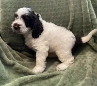 Studly, a male Labradoodle for sale in Howell, MI – Photo 3 of 4