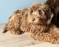 Cookie, a female Australian Labradoodle for sale in Howell, MI – 5 of 6