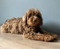 Cookie, a female Australian Labradoodle for sale in Howell, MI – 4 of 6