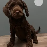 Bernie , a male Australian Labradoodle for sale in Howell, MI – Photo 2 of 10