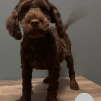 Bernie , a male Australian Labradoodle for sale in Howell, MI – Photo 8 of 10