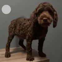 Bernie , a male Australian Labradoodle for sale in Howell, MI – Photo 5 of 10