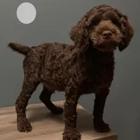 Bernie , a male Australian Labradoodle for sale in Howell, MI – Photo 4 of 10