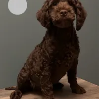 Bernie , a male Australian Labradoodle for sale in Howell, MI – Photo 3 of 10