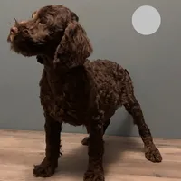 Bernie , a male Australian Labradoodle for sale in Howell, MI – Photo 6 of 10