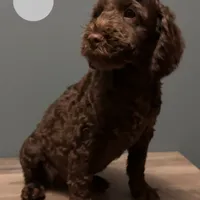 Bernie , a male Australian Labradoodle for sale in Howell, MI – Photo 9 of 10