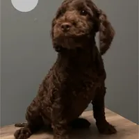 Bernie , a male Australian Labradoodle for sale in Howell, MI – Photo 10 of 10