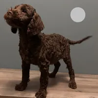 Bernie , a male Australian Labradoodle for sale in Howell, MI – Photo 7 of 10