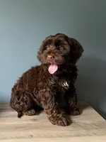 Coffee, a female Australian Labradoodle for sale in Howell, MI – 3 of 4