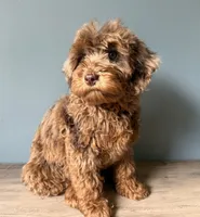Cookie, a female Australian Labradoodle for sale in Howell, MI – 2 of 6