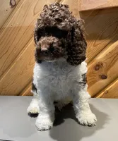 Coffee, a male Cockapoo for sale in Howell, MI – Photo 4 of 10