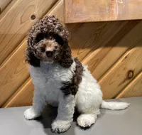 Coffee, a male Cockapoo for sale in Howell, MI – Photo 2 of 10