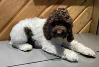 Coffee, a male Cockapoo for sale in Howell, MI – Photo 6 of 10