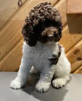 Coffee, a male Cockapoo for sale in Howell, MI – Photo 7 of 10
