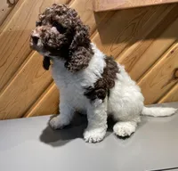 Coffee, a male Cockapoo for sale in Howell, MI – Photo 9 of 10