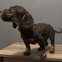 Cutie , a male Australian Labradoodle for sale in Howell, MI – Photo 4 of 7