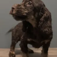 Cutie , a male Australian Labradoodle for sale in Howell, MI – Photo 6 of 7