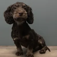 Cutie , a male Australian Labradoodle for sale in Howell, MI – Photo 7 of 7