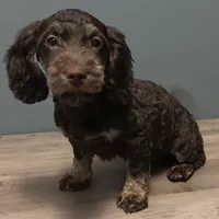 Cutie , a male Australian Labradoodle for sale in Howell, MI – Photo 3 of 7