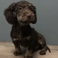 Cutie , a male Australian Labradoodle for sale in Howell, MI – Photo 1 of 7