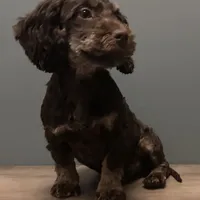 Cutie , a male Australian Labradoodle for sale in Howell, MI – Photo 2 of 7