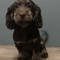 Cutie , a male Australian Labradoodle for sale in Howell, MI – Photo 5 of 7