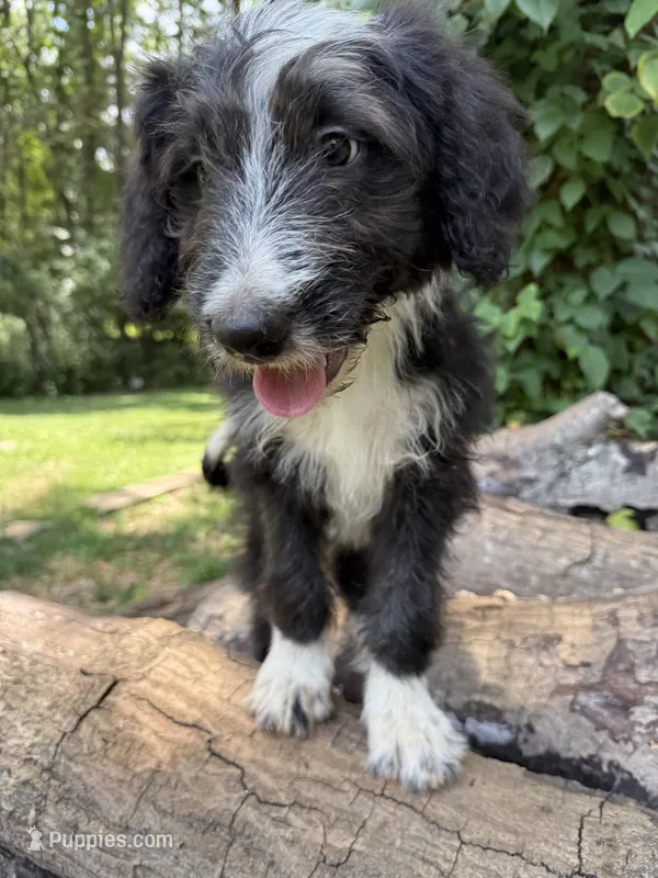 Hope – Australian Shepherd, Bernedoodle puppy for sale in Greenville, SC