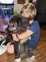 Natasha, a female Australian Shepherd and Bernedoodle for sale in Greenville, SC – 3 of 4