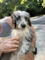 Carol, a female Australian Shepherd and Bernedoodle for sale in Greenville, SC – 3 of 3