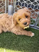Rosè, a female Cockapoo for sale in Greenville, SC – 4 of 5