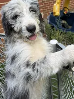 Gwen (Ghost Spider) , a female Australian Shepherd and Bernedoodle for sale in Greenville, SC – 4 of 4