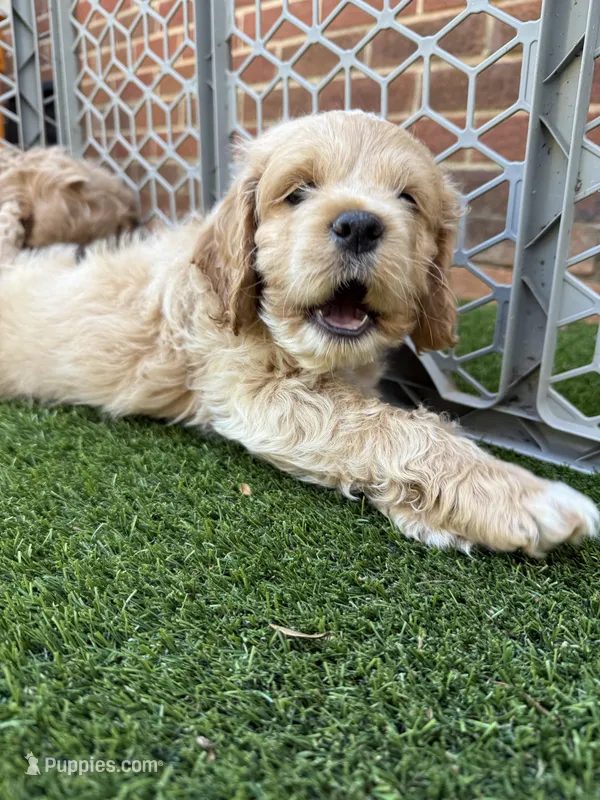 Olaf – Cockapoo puppy for sale in Greenville, SC