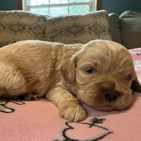 Olaf, a male Cockapoo for sale in Greenville, SC – Photo 9 of 10
