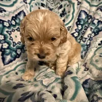 Olaf, a male Cockapoo for sale in Greenville, SC – Photo 3 of 10