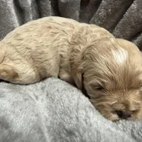 Olaf, a male Cockapoo for sale in Greenville, SC – Photo 7 of 10