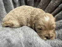 processed/b4ef1d7d-4dc5-4cb6-a727-73b159ebe4c3/listing/08dde8bf-0be7-4c18-b341-b143d6c5962d/851c1081-5f31-4ad0-af97-c9030f6b7037