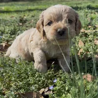 Olaf, a male Cockapoo for sale in Greenville, SC – Photo 10 of 10