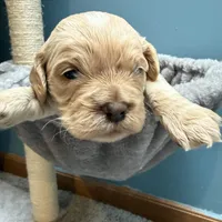 Olaf, a male Cockapoo for sale in Greenville, SC – Photo 6 of 10